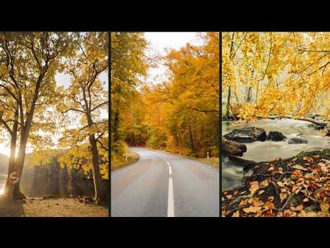 Exploring Sweden on 35mm Film in Autumn | Travel Vlog in a National Park