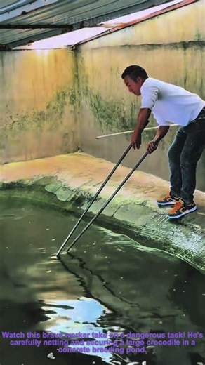 Catching a Ferocious Crocodile in a Breeding Pond 🐊