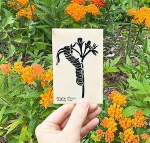 Butterfly Weed / Asclepias Tuberosa -- 75 Seeds, US Native Plant - Etsy
