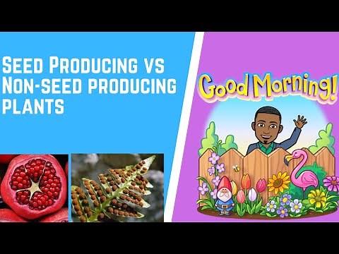 Seed Producing vs Non-seed Producing Plants