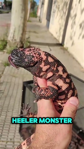 Top 5 Animals With the Most Venomous Bites 😱#top5animals #venomousanimals #wildlife #shorts