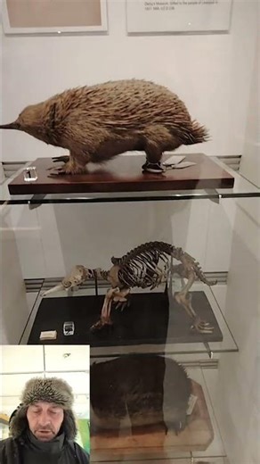 The World Museum Liverpool #28. Different types of Hedgehog! Can you name them?