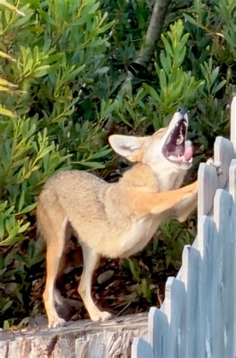 Coyote Yoga: Downward Dog!🐾