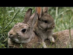 habbit sound effect - sound of rabbit screaming