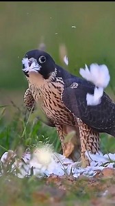 167K views · 1.3K reactions | Shaheen Falcon Facts . . . . . #birds_adored #birdphotography #photographer #Falcons #birds #birdwatching #wildlife | Ayoub Nayiak Wildlife Photographer | Facebook