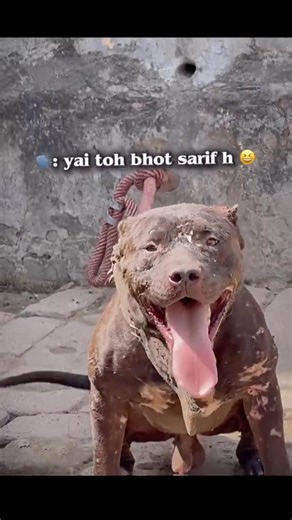 @Ritikdogkennel Pitbull dog video Ritik dog kennel