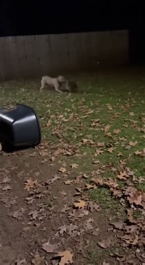 Dog and Raccoon Actually Fight in Backyard | Real Footage #dog #raccoon #animals