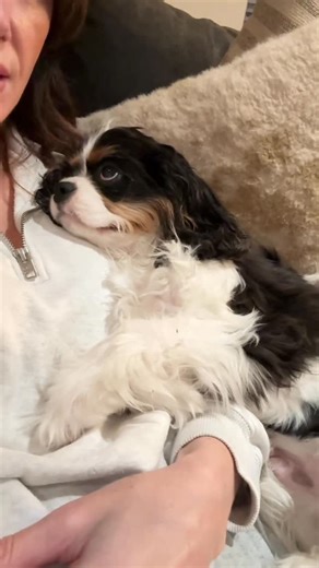 Jewel Staite on Instagram: "I’ll be here all day, thx #cavalierkingcharles"