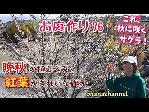 【お庭作り 76】晩秋の花、植え込み、紅葉がきれいな植物、鉢植えアジサイを地植え、4年間植えっぱなしのラナンキュラスラックスを移植など