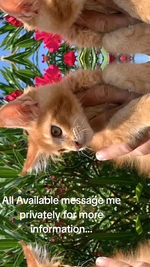 Robert Wells on TikTok