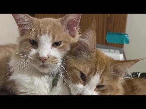 Southeast Portland woman’s missing cats found in LA after two-year search