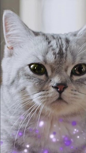 Miljoenen #katten zijn al geholpen met FELIWAY!💜 Verminder ongewenst kattengedrag #krabben #vechten
