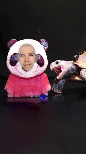 Funny ASMR Eating Nikocado Avocado Mukbang 🐢 Turtle Tortoise #asmr #funny #eating #mukbang #tortoise #turtle