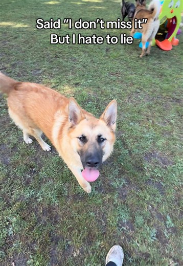 Missing Muttley’s summer ☀️, waiting for the never ending rains to stop 🌧️ #dog #dogs #xyzcba #fyp #foryou
