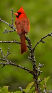 Feathers like blazing flames.Wildlife birds.Northern Cardinal (Cardinalis cardinalis).#northerncardinal #birds | Birds of nature