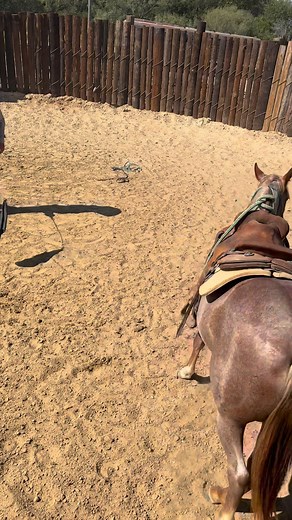 That’s how we like the first saddling to go! @Rusty Blue Metallic 🤠 #coltstarting #cuttinghorses | Clinch Colt Co