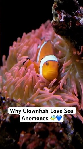 Why Clownfish Love Sea Anemones 🐠💙