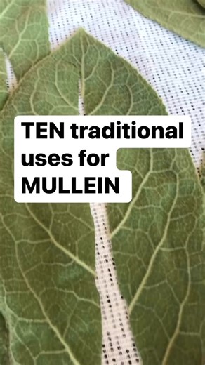 10 traditional Mullein uses (Verbascum thapsus) #survival #herbal #prepper #Forage #fblifestyle | Prepper Kiwi