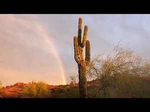 1hr Desert Sounds - Calming Desert Bird Sounds - Saguaro Cactus Rainbow View - Nature Sounds - ASMR