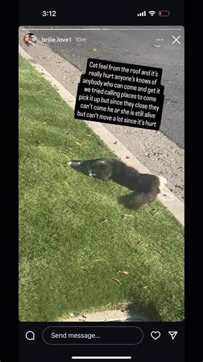 Purple Rain update. He’s a very spicy cat but I have high hopes for him. With the help of his favorite treats @inaba_northamerica I feel confident he will come around. #davidloop65 | David Loop