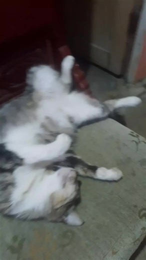 #pegrigroso⚠️ groso