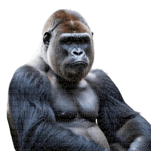16 Gorilla Clipart Realistic Animal Illustration Primate Wildlife Jungle Safari Art #800 - Etsy