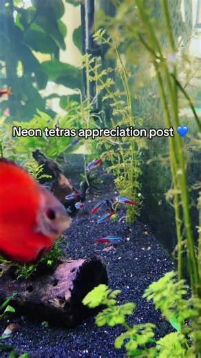 Would you add neons to your tank? 👀👇🐠🐟 #fyp #neontetra #fishtok #aquariumtok #tropicalfis