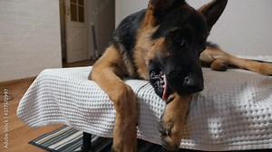 German shepherd licks its paw before going to bed lying on the bed