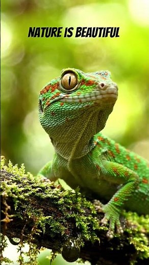 Beautiful Tokay Gecko Lizard In The Wild! 🦎🦖 | Incredible Reptile World