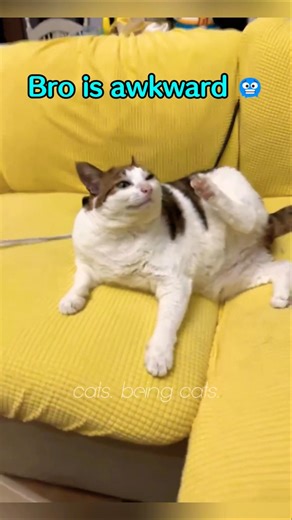 Cats' Awkward Moments😅#cat #funny #shorts