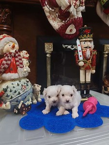 Perros Panamá | compra y venta de Perros