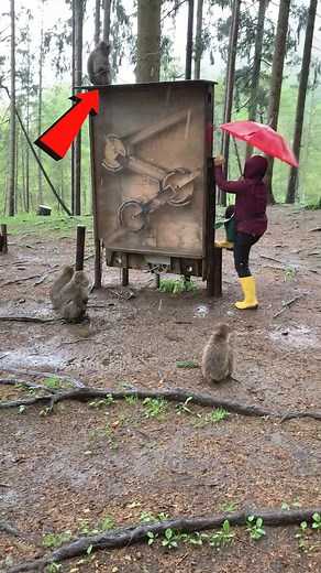 4.4K views · 15 reactions | Smart Monkeys Solve Puzzle Feeder! #monkeymagic #wildlife #fyp #Amazing #trending #viral #reels #fypシ゚viralシ2024 | Truthify | Facebook