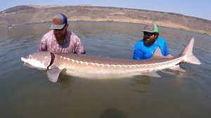 112 reactions · 26 shares | Often overlooked, world class sturgeon fishing can be found minutes from Boise. We flew to Idaho and hopped aboard with Jones Sport Fishing to experience it first hand and quickly found out it belongs on every angler's bucket list as you'll see on this episode of Pautzke Outdoors. | Pautzke Bait Company | Facebook