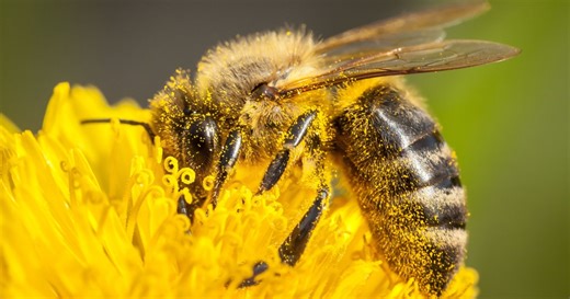 Scientists Are Able To Remotely Control Bees With Newly Developed Technology Connected To Their Brain