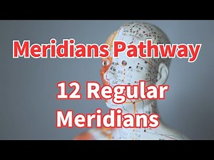Acupuncture 12 Regular Meridians Pathway | 针灸经络12条正经走行