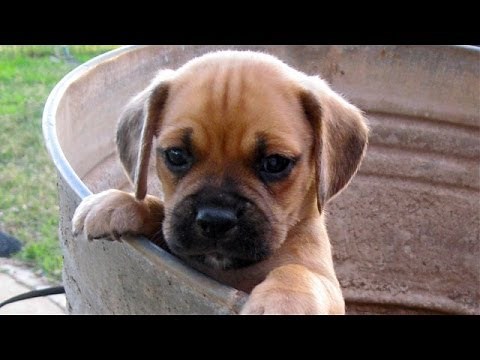 60 Seconds Of Cute Puggle Puppies!
