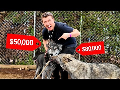 Visit a Mexican Wolfdog (calupoh) Breeder