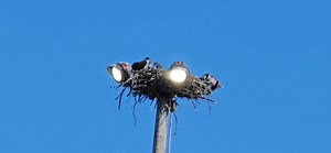 5.4K views · 340 reactions | There is an Osprey (Seahawk) nest on top of a light pole at Evergreen Speedway. You can see two chicks in this video. Go #Seahawks! | The 12's House | Facebook