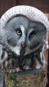 GREAT GREY OWL