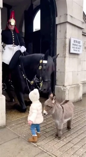 🚩London,Buckingham palace guard 💂