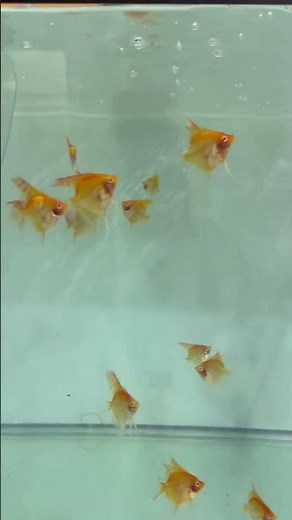 Red Eye Red Cap Angelfish swimming gracefully in the aquarium.