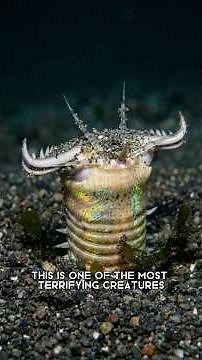 The Scariest Trap of the Ocean | Bobbit Worm