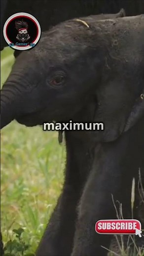 Baby Elephant Hug Video Goes Viral