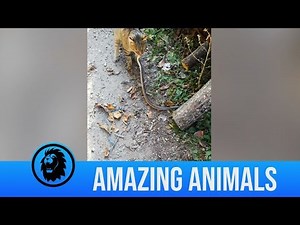 Brave cat attacks snake