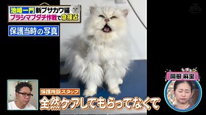 錦帯橋の美しさと秘密を探る