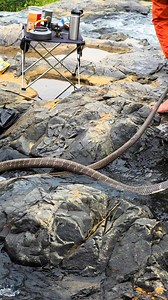 Best king cobra water #life #enjoy #kingcobra | Sahabat Alam