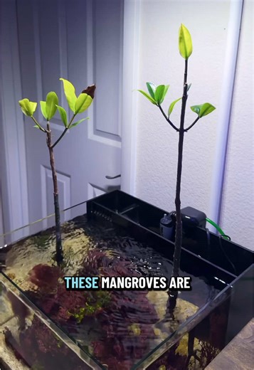 Will These Items Break the Aquarium?