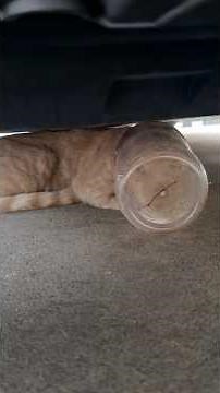 Cat Somehow Survives 5 Days Without Water With Jar On His Head | The Dodo