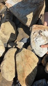 Found this intriguing rock with a distinct imprint! Could it be a fossil? The texture and shape are fascinating. What do you think it might be? Let's unravel this mystery! 🕰️ #FossilFind #RockImprint #Paleontology #Geology #NaturalHistory #AncientMystery #StoneTexture | SocialSphere Central