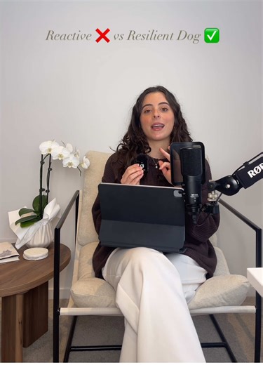 Boost Your Cavoodle's Confidence for Better Behavior